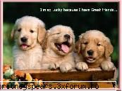 Aveti animale? - love_brit - Recycle Bin