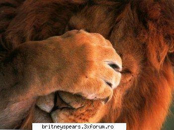 Aveti animale? - Felinele asteami plac mult...oare ma lasa mama sa - Recycle Bin