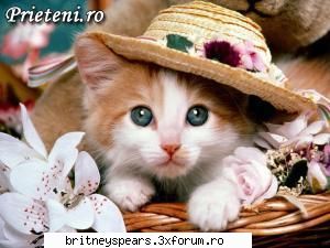 Care sunt animalele voastre preferate?? - mie imi plac pisicile si cainii - Recycle Bin