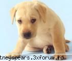 Care sunt animalele voastre preferate?? - cat de daguuuuuuuuutz - Recycle Bin