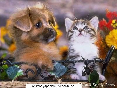 Care sunt animalele voastre preferate?? - wuuu they are all so sweeett:X uitati si de la mn - Recycle Bin