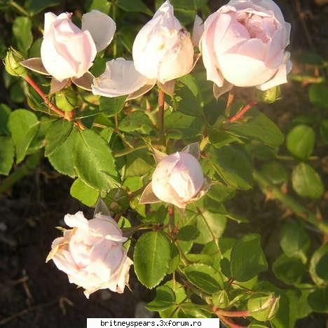 Ce flori va plac? - D:D:D:D Roses =D=D=D:D - Recycle Bin