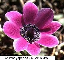 Id`urile voastre - Id`u meu de yahoo: just4anemona .... Va astept sa - Recycle Bin